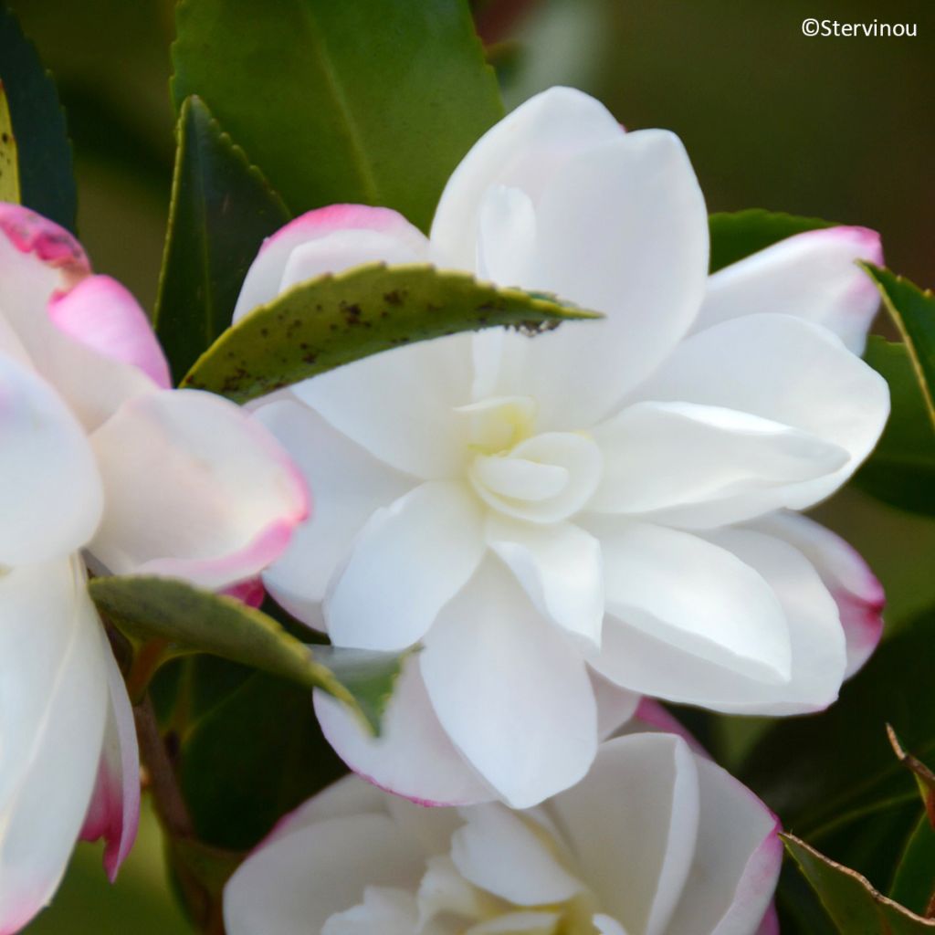 Camellia sasanqua Blush