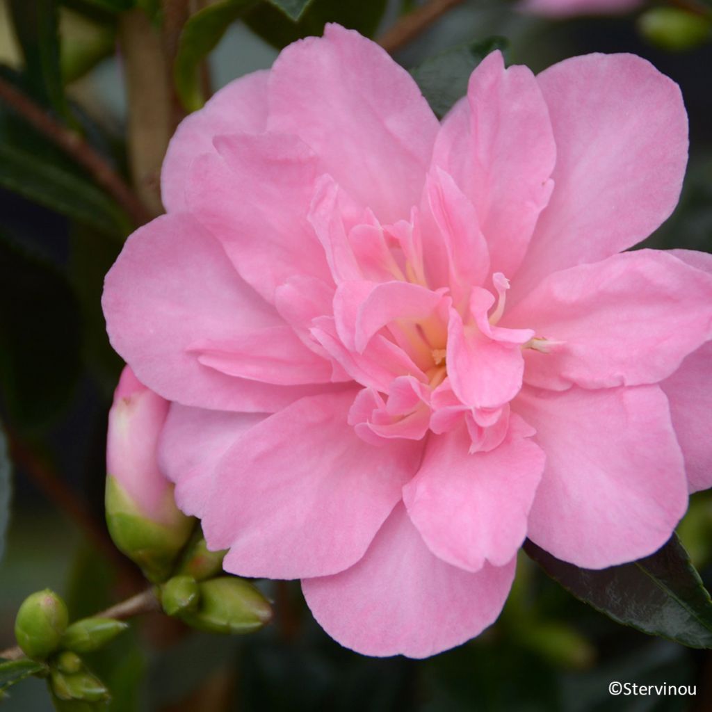 Camellia hiemalis Elfin rose