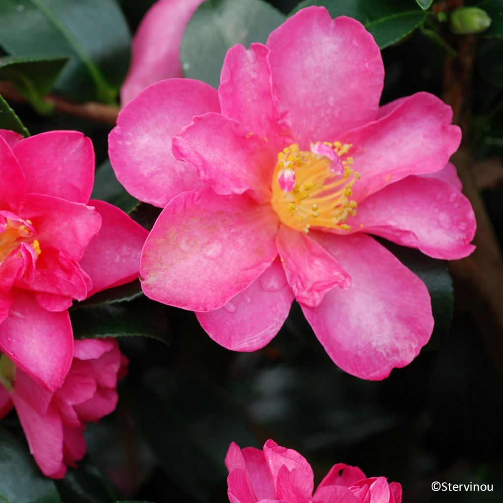 Camellia sasanqua Hiryu