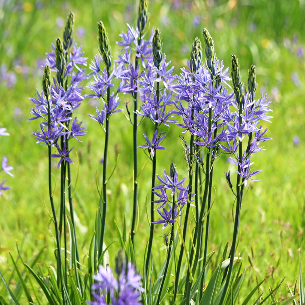 Camassia leichtlinii subsp. suksdorfii Caerulea