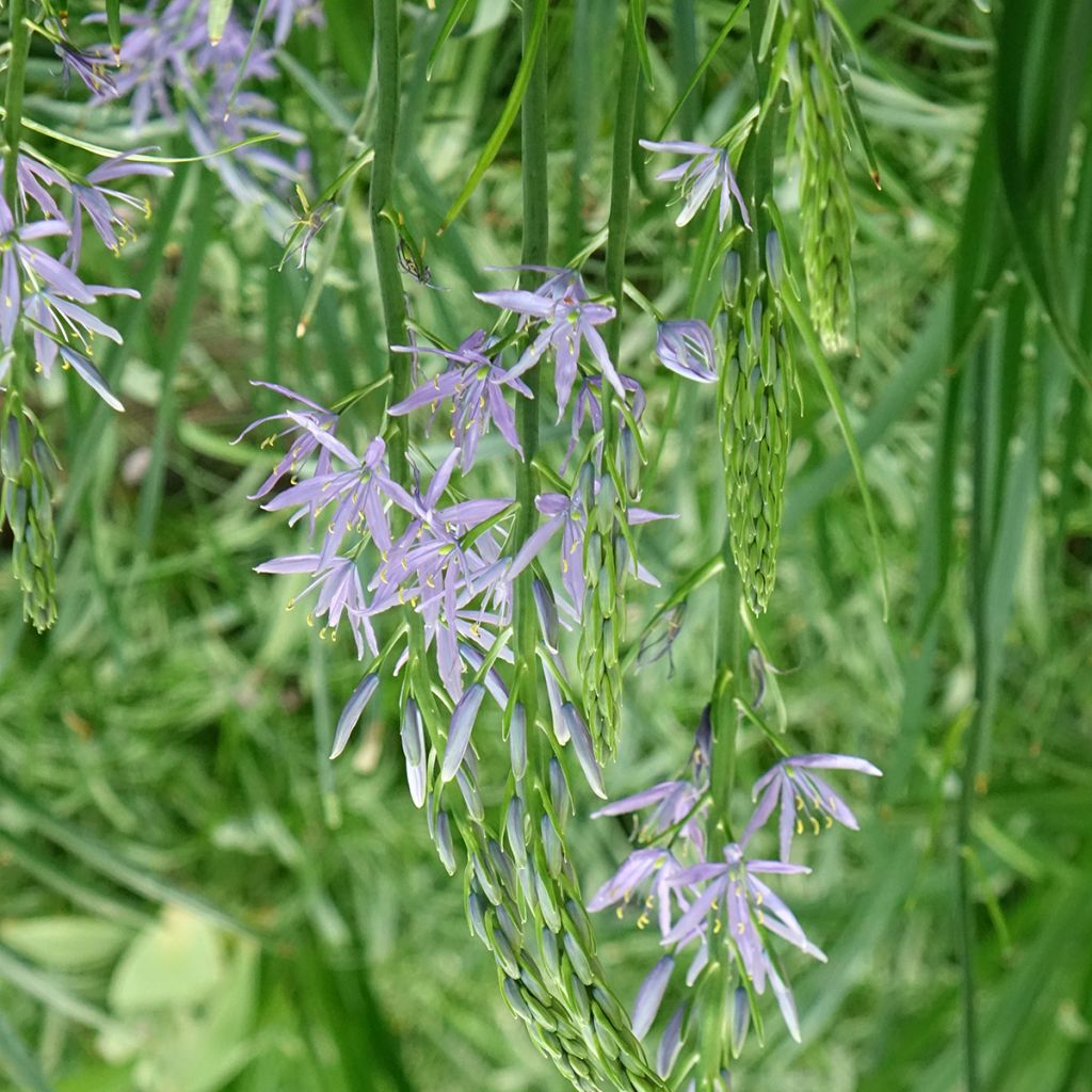 Camassia leichtlinii subsp. suksdorfii Caerulea