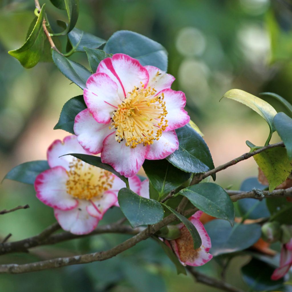 Camellia japonica de Higo Okan