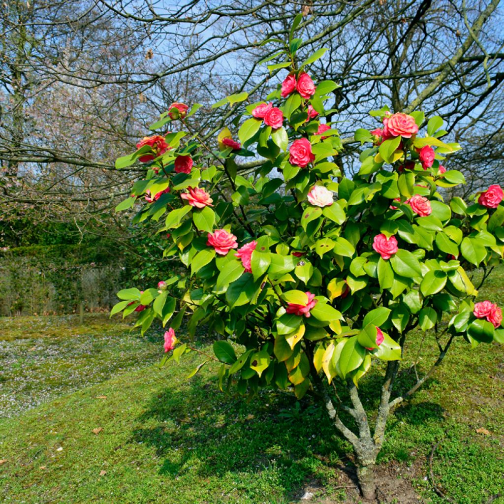Camellia japonica chandleri Elegans