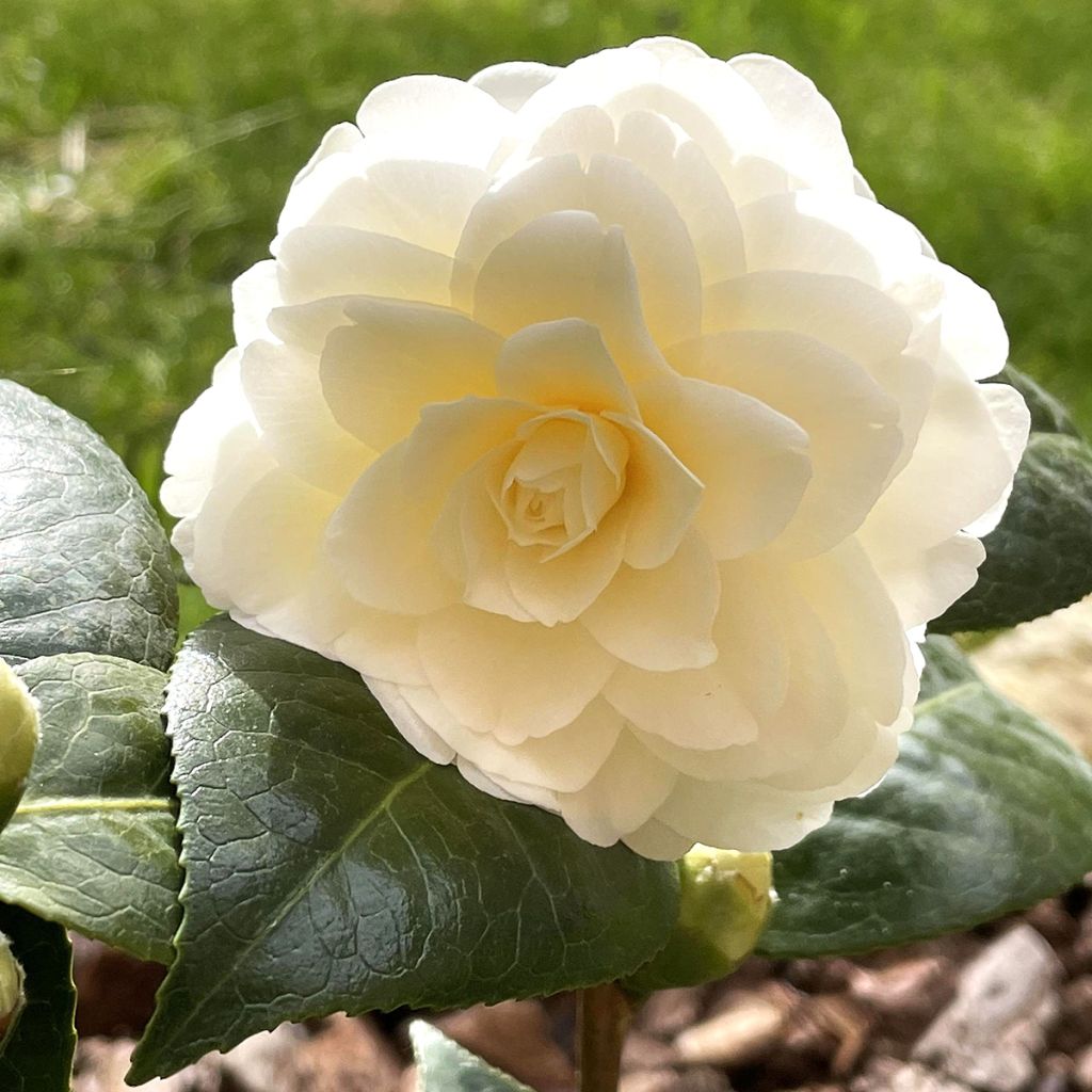 Camellia Dahlonega