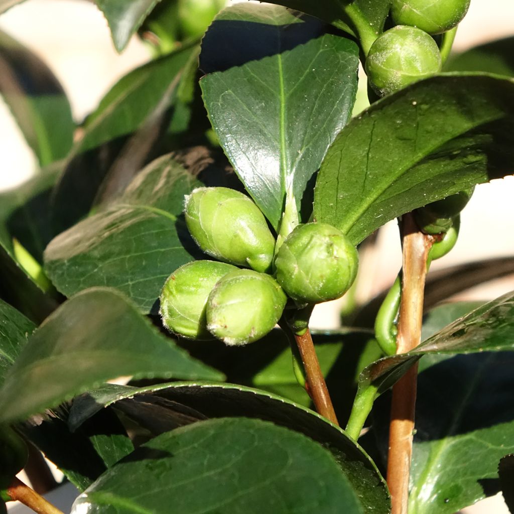 Camellia Dahlonega
