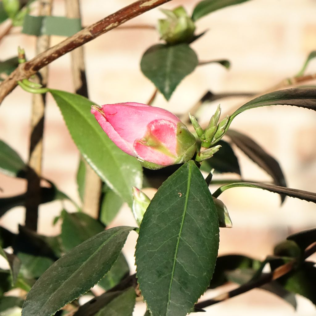Camellia williamsii Tulip Time