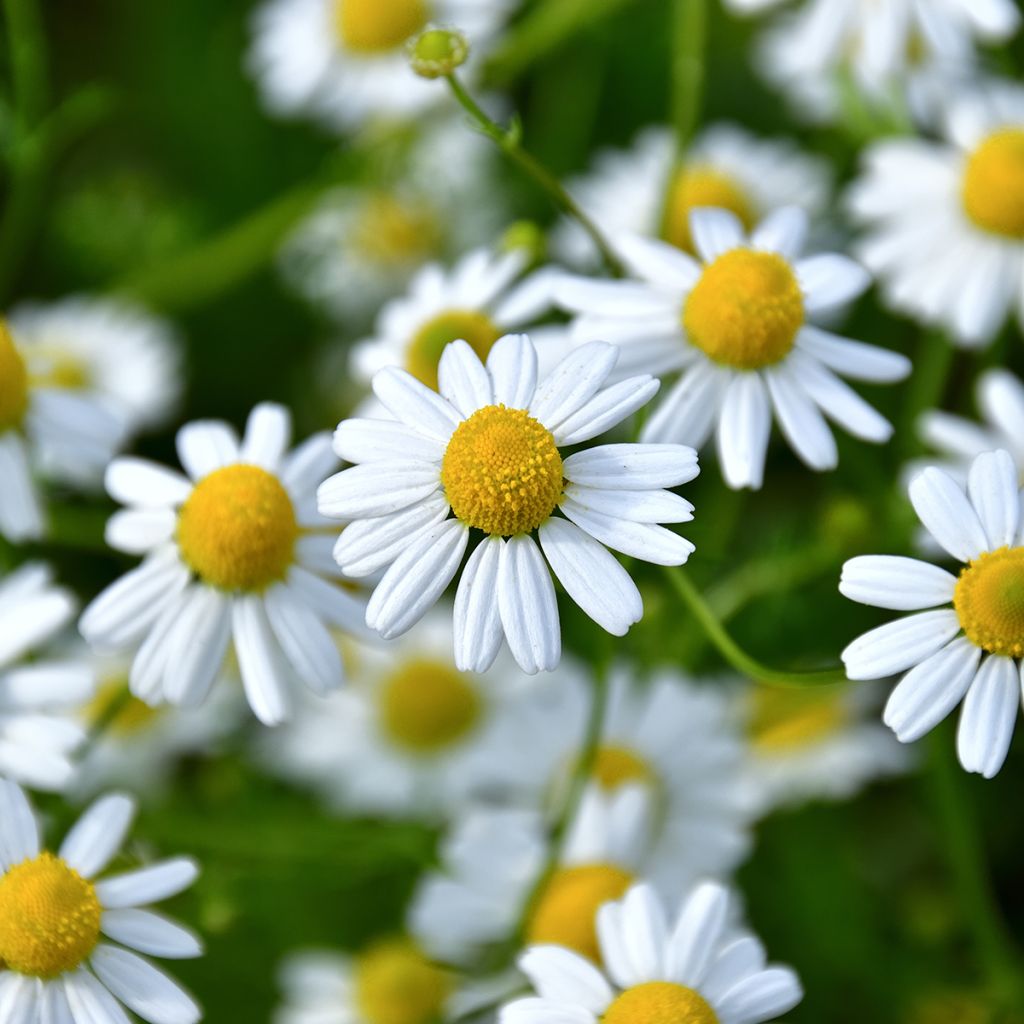 Matricaria camomilla - Camomilla