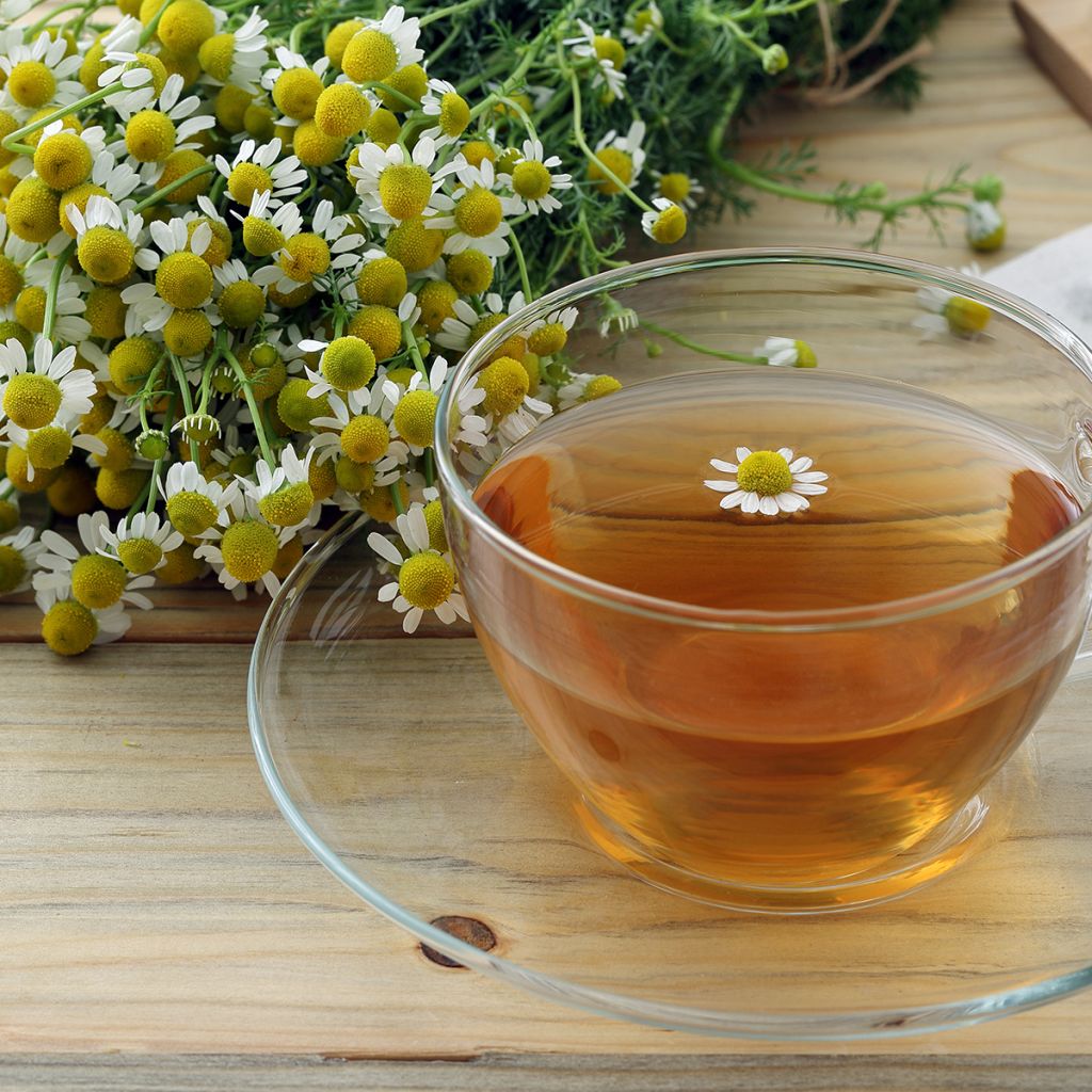 Matricaria camomilla - Camomilla