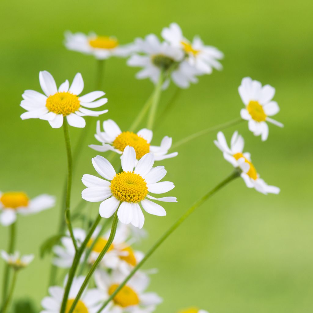 Matricaria camomilla - Camomilla