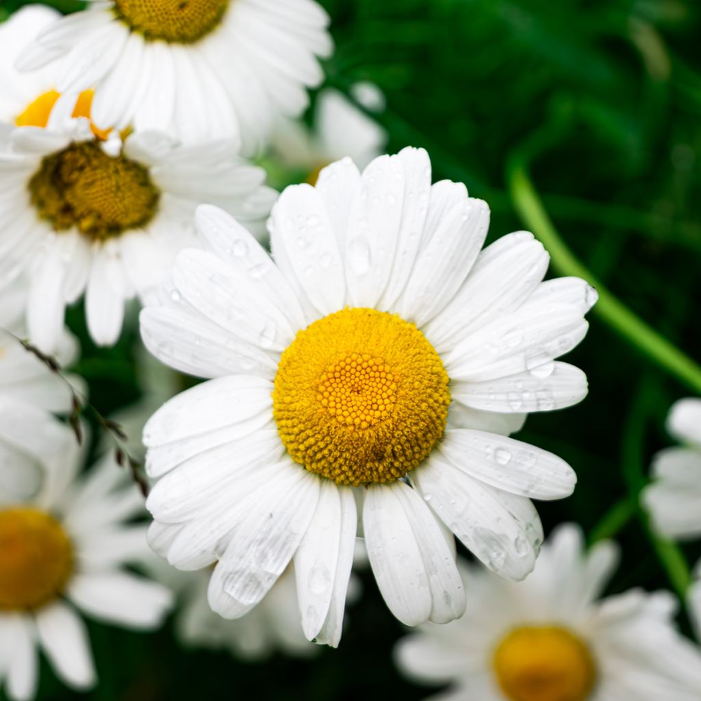 Matricaria recutita Bio - Camomilla
