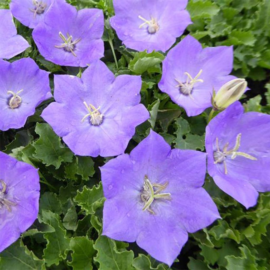 Campanula carpatica - Campanula dei Carpazi