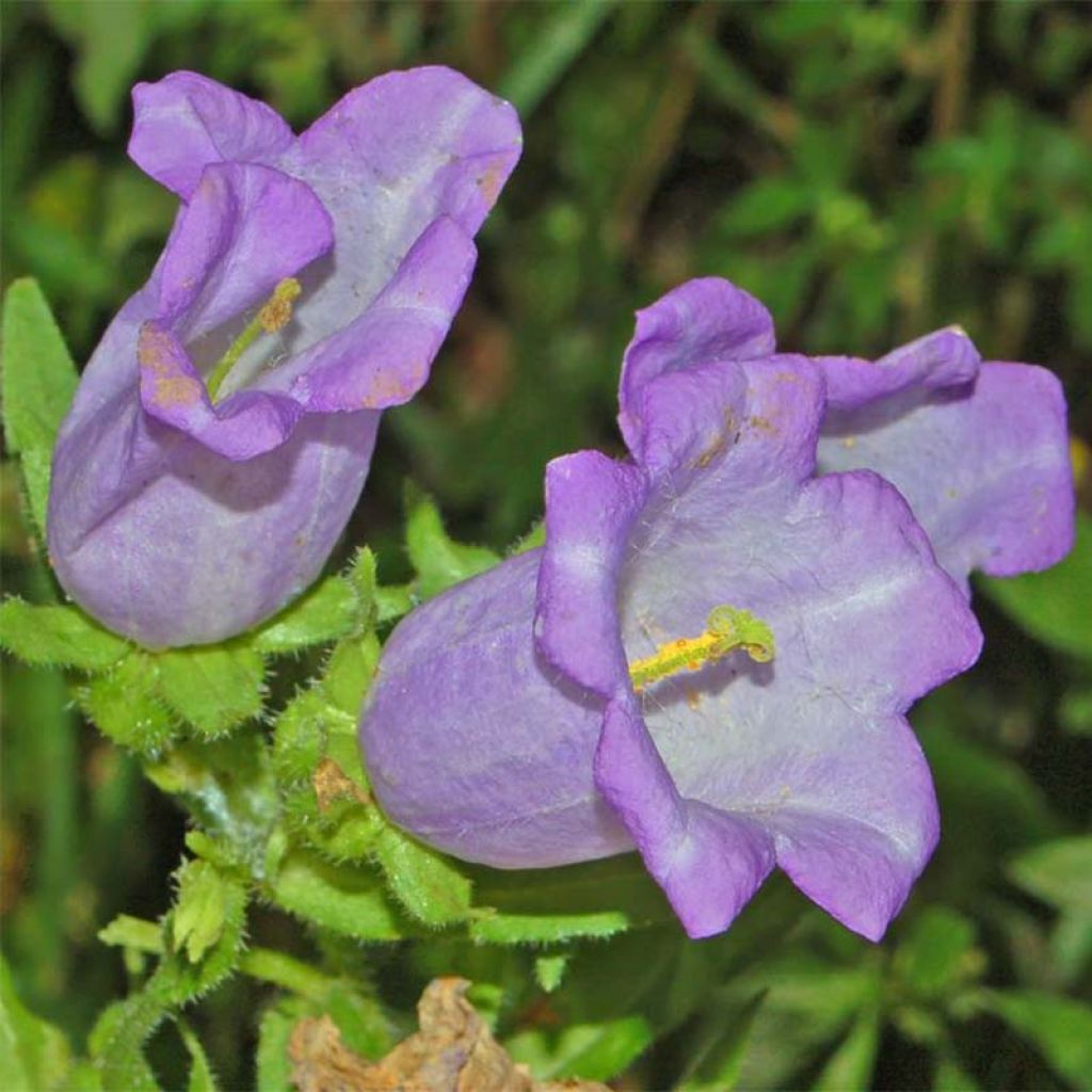 Campanula medium Blue - Campanula toscana