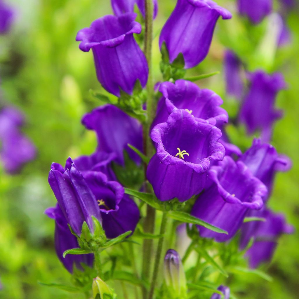 Campanula medium Blue - Campanula toscana