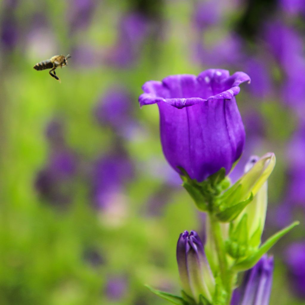 Campanula medium Blue - Campanula toscana