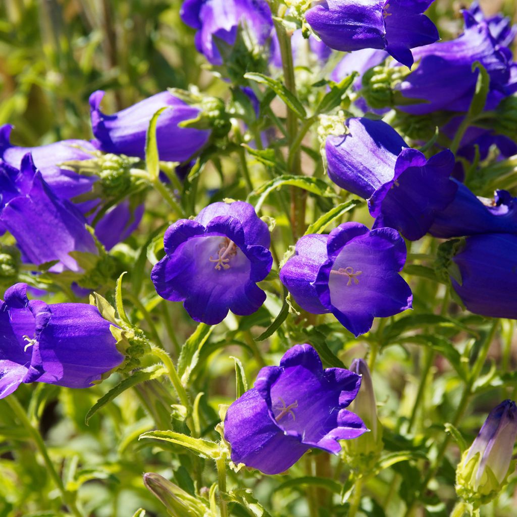 Campanula medium Blue - Campanula toscana