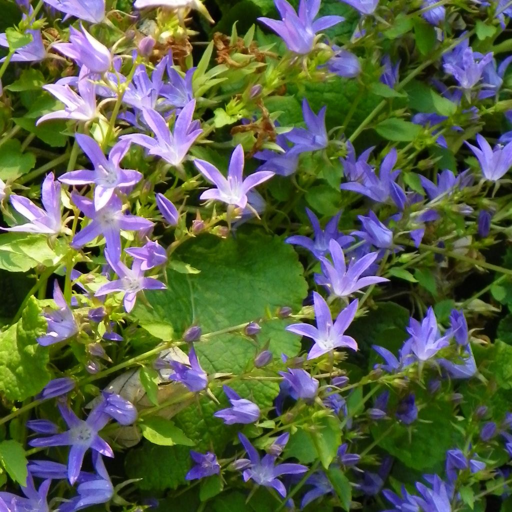 Campanula poscharskyana Stella - Campanula serba