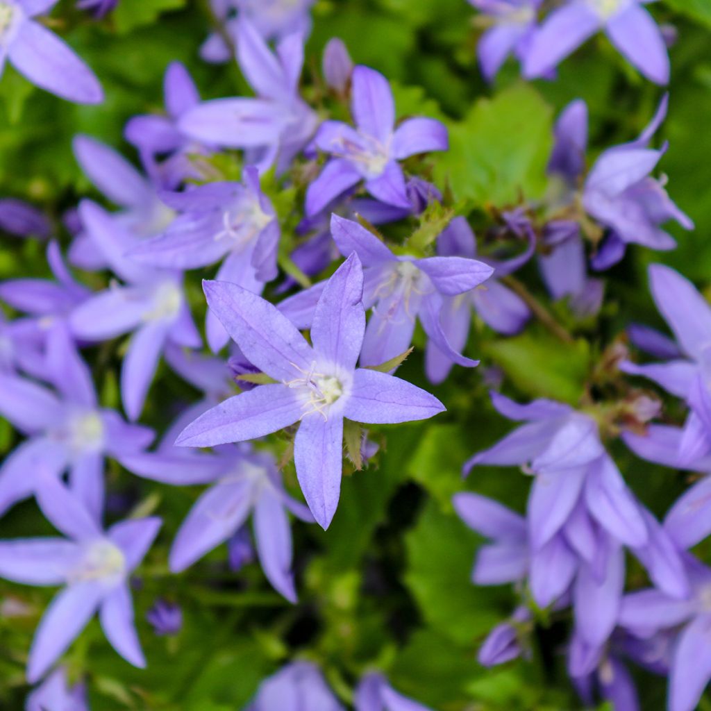 Campanula poscharskyana (semi) - Campanula serba