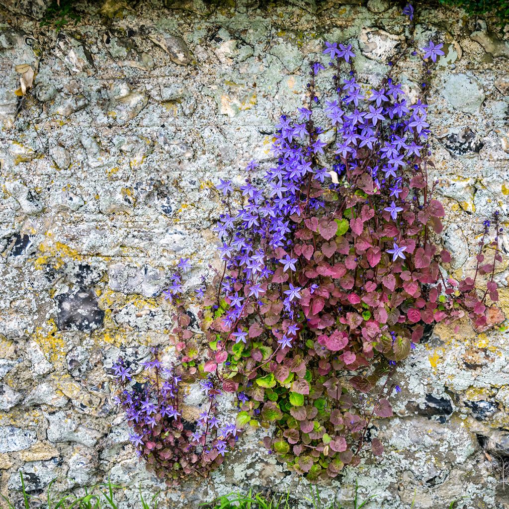 Campanula poscharskyana (semi) - Campanula serba