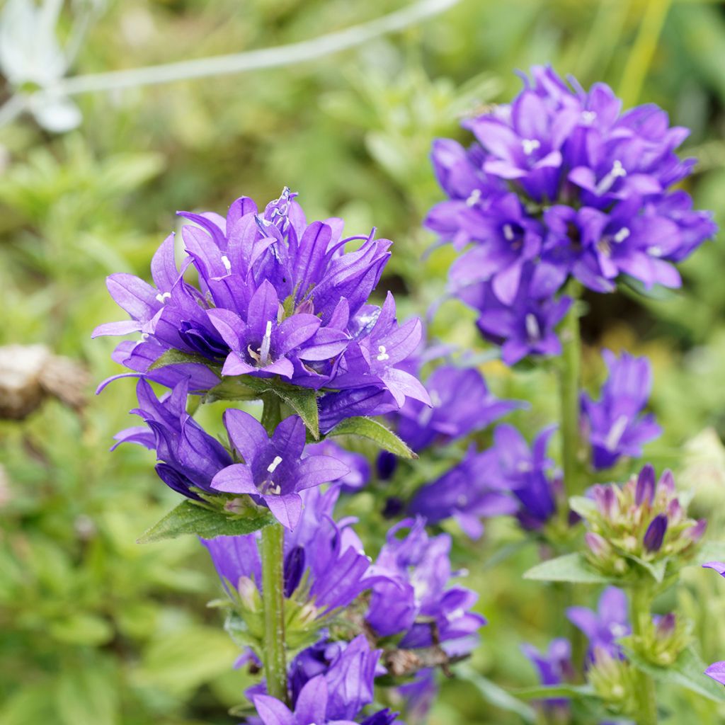 Campanula glomerata Superba - Campanula agglomerata