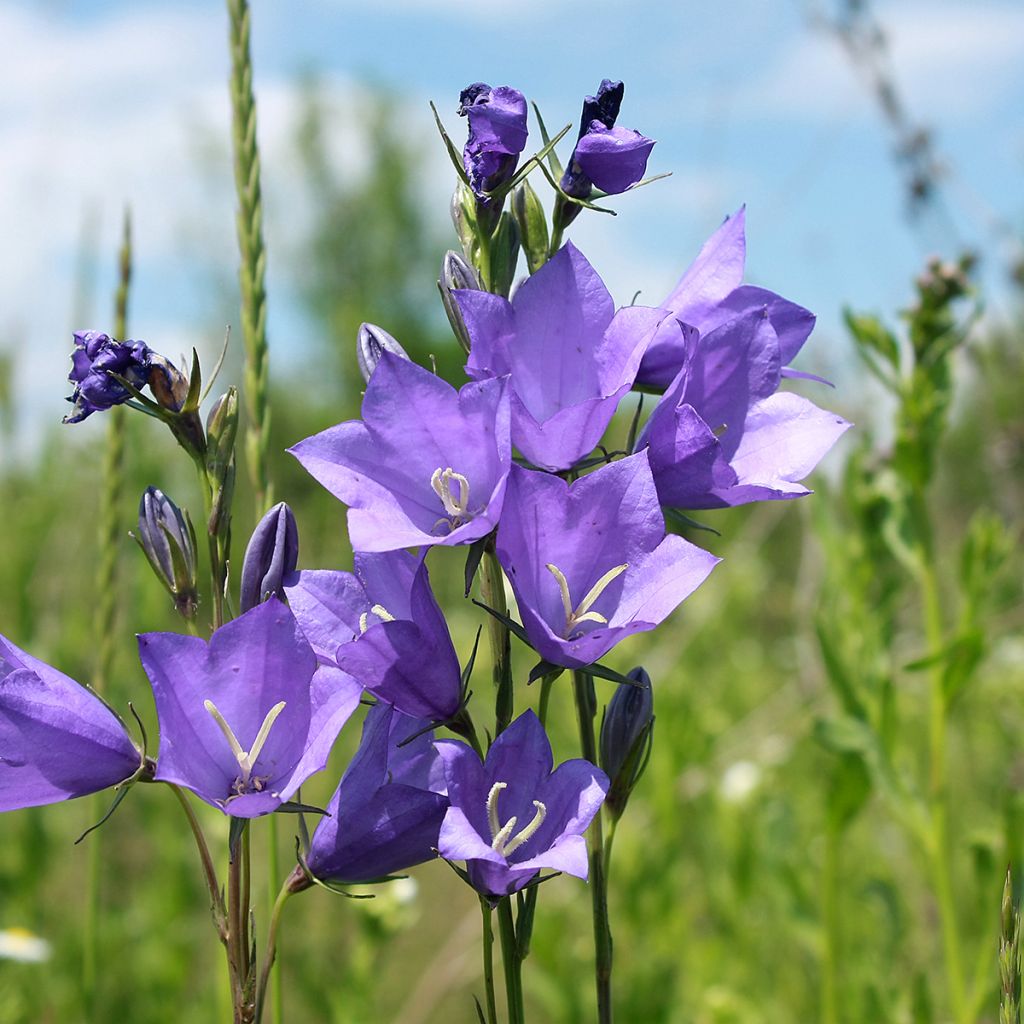 Campanula carpatica - Campanula dei Carpazi