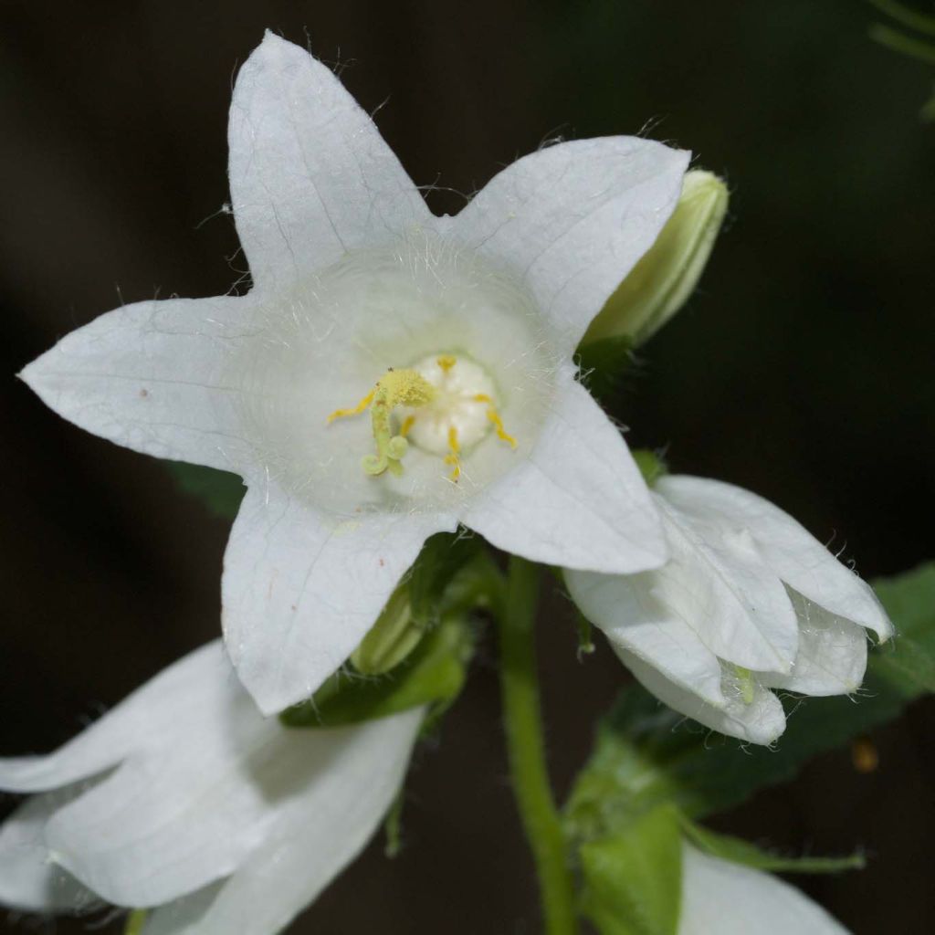 Campanula latifolia var. macrantha Alba - Campanula maggiore