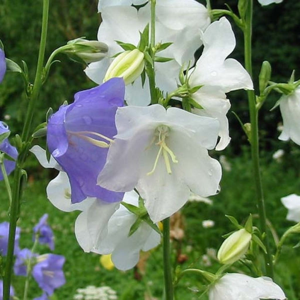 Campanula persicifolia Alba - Campanula con foglie di pesco