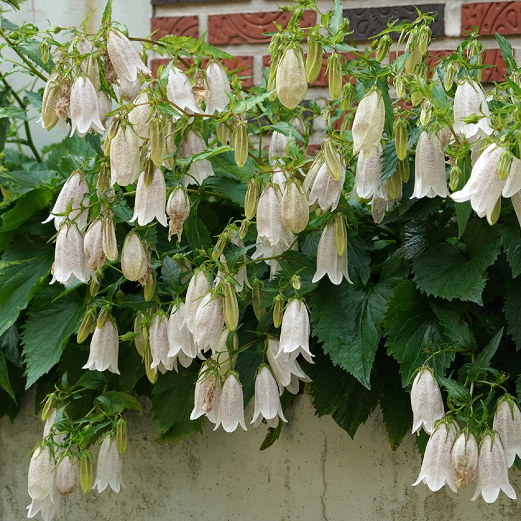 Campanula takesimana
