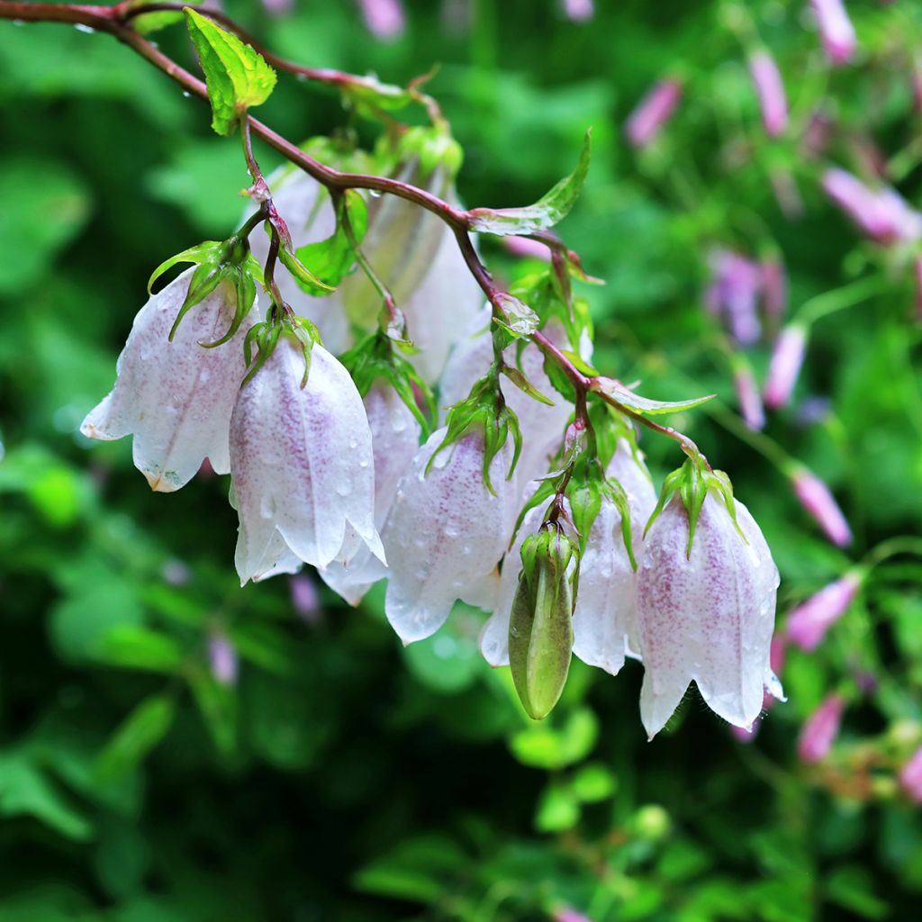 Campanula takesimana