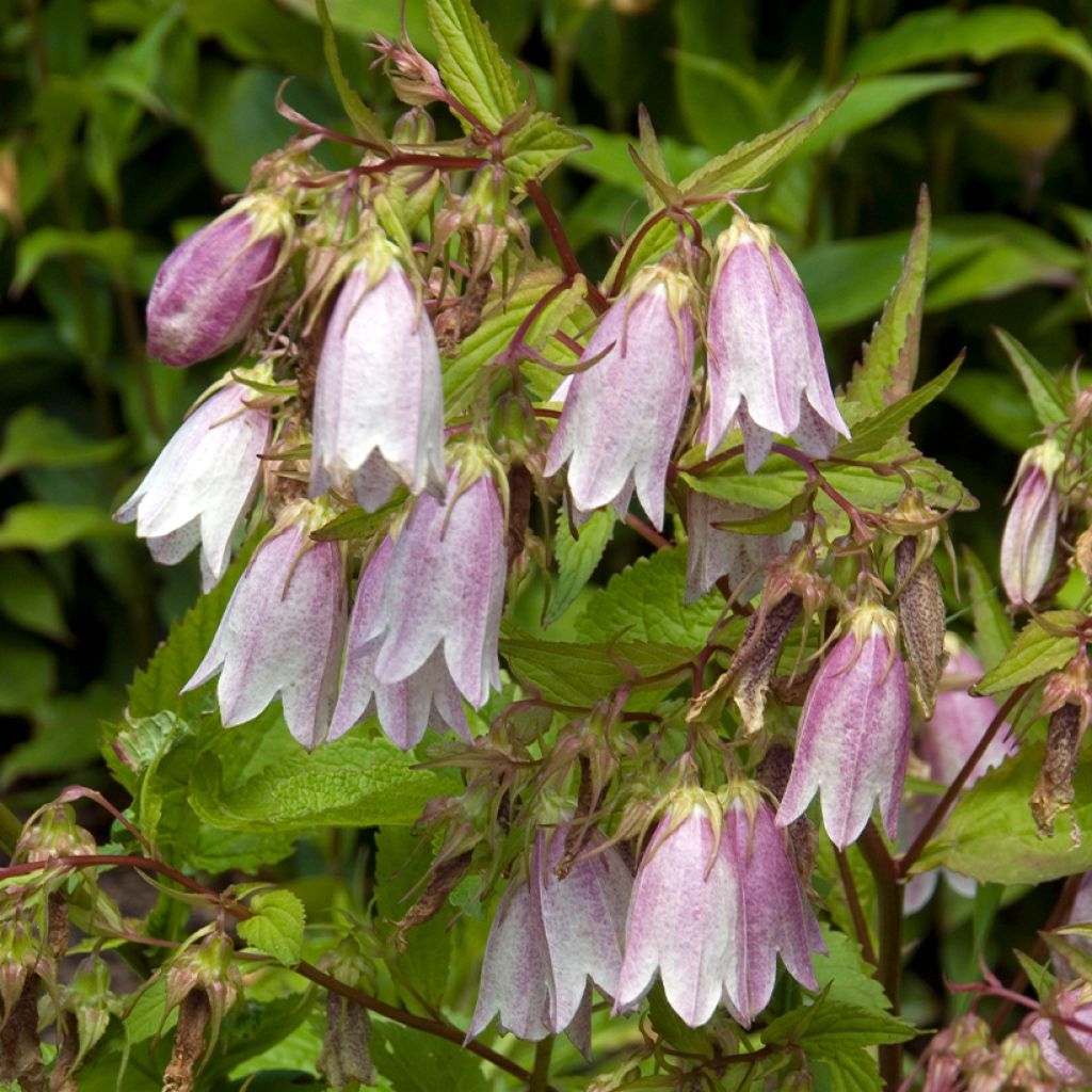 Campanula takesimana Elisabeth