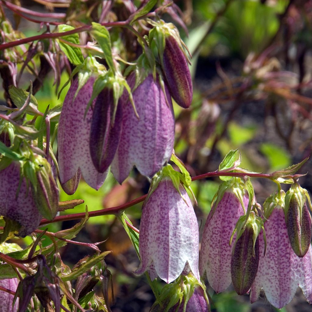 Campanula takesimana Elisabeth