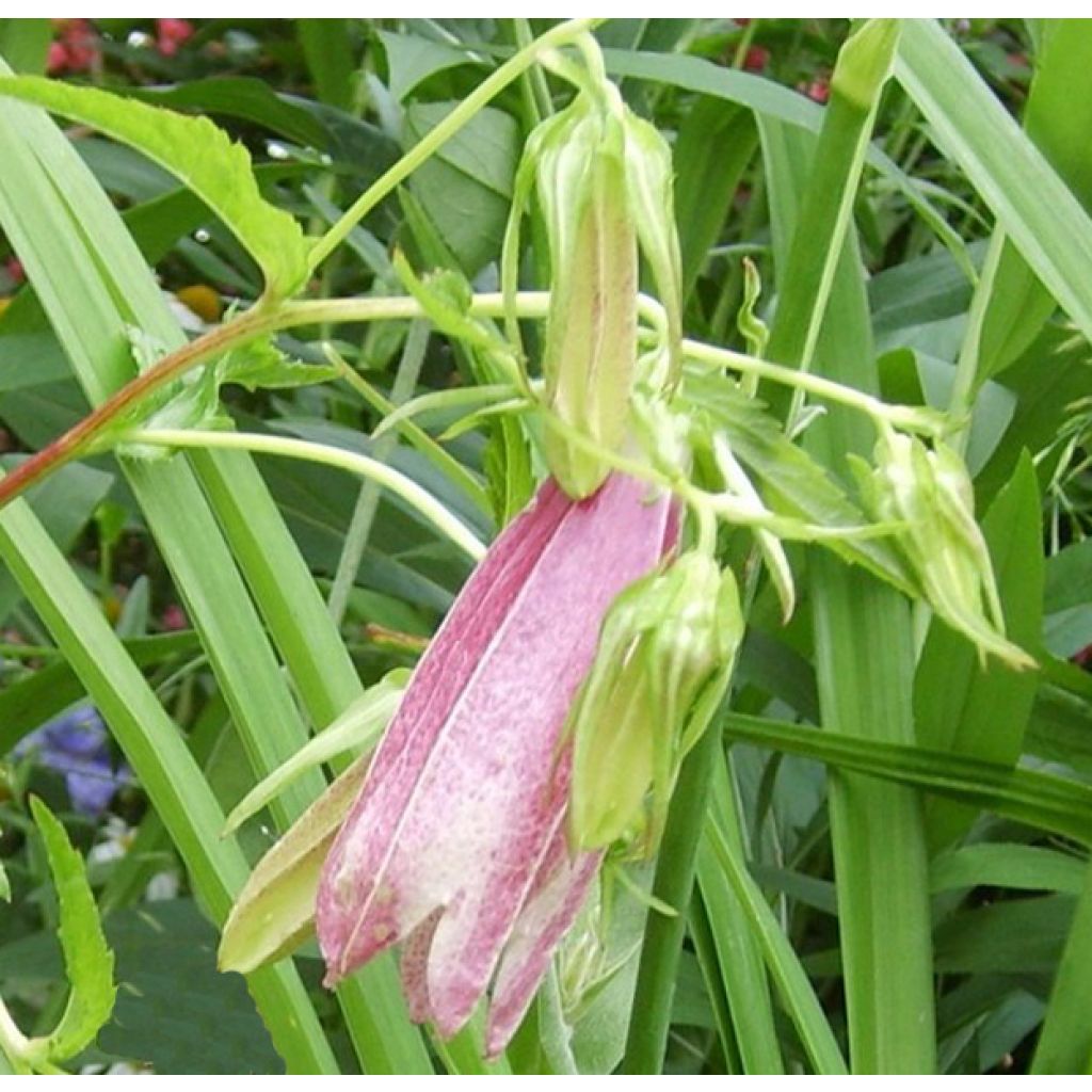 Campanula takesimana Elisabeth