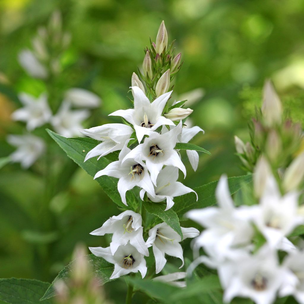 Campanula glomerata Genti White - Campanula agglomerata