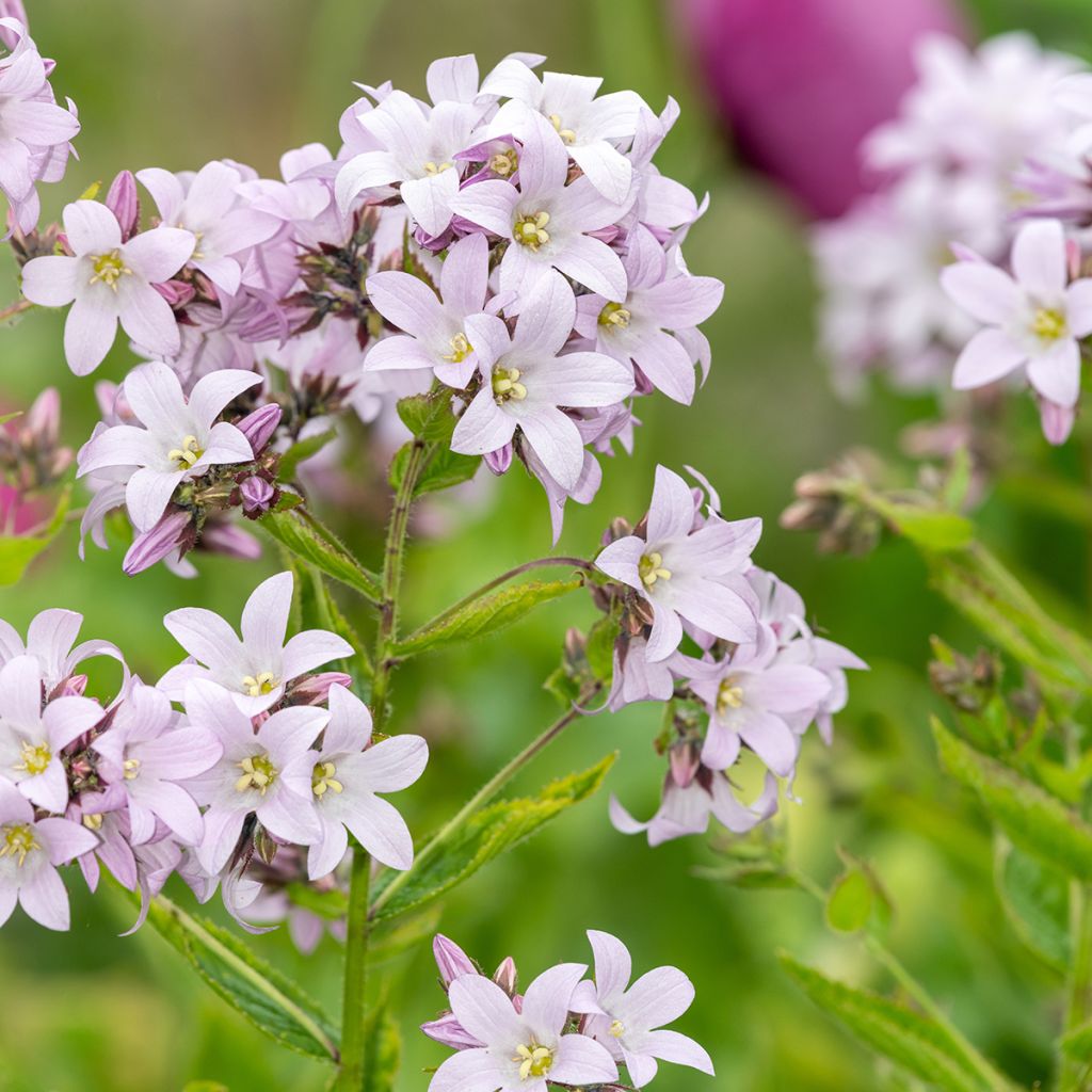 Campanula lactiflora Loddon Anna