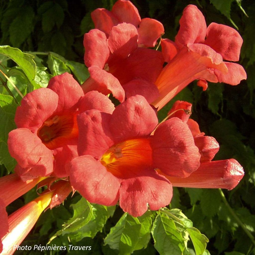 Bignone - Campsis x tagliabuana Grenadine