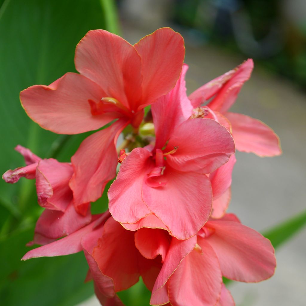 Canna Pink Beauty