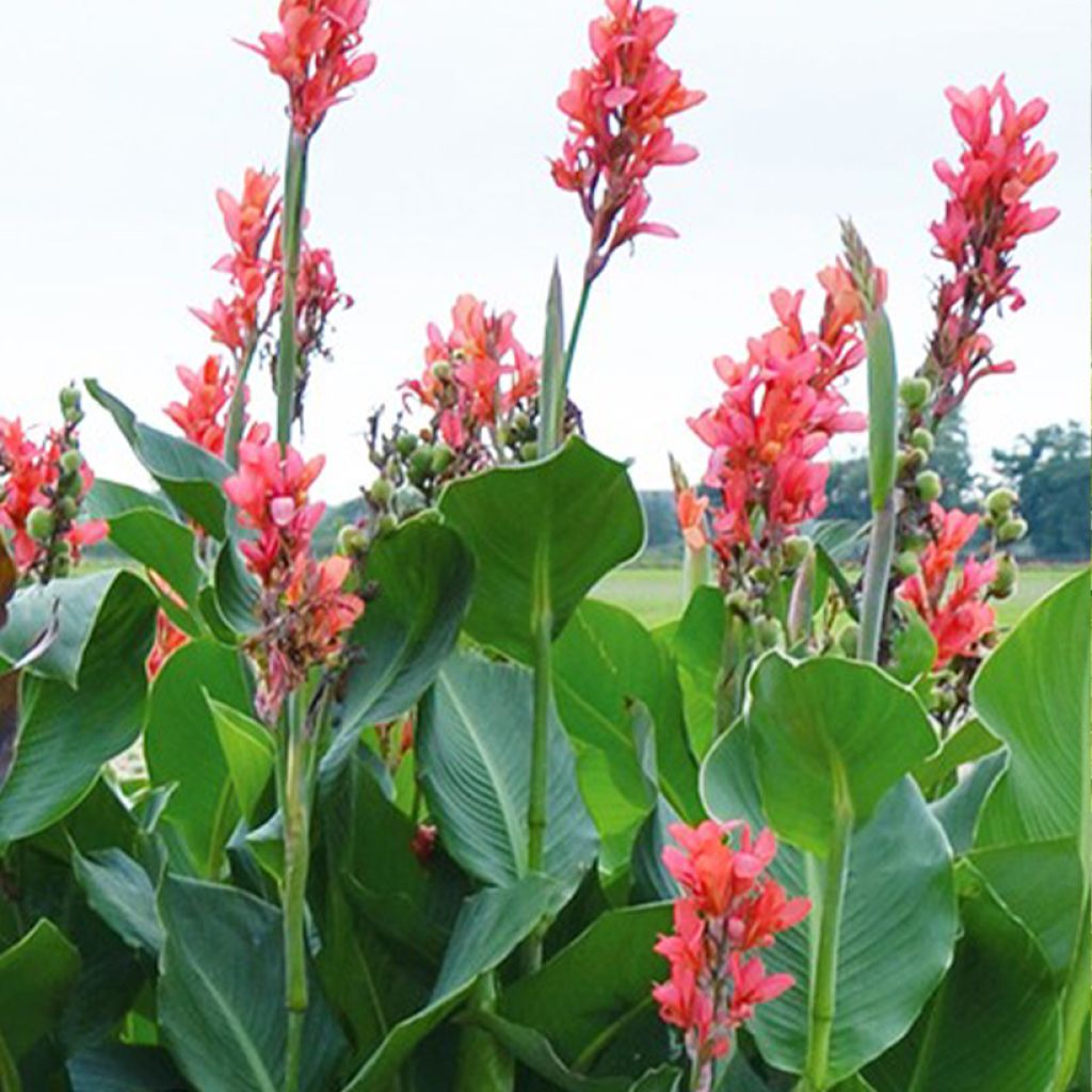 Canna Géant Eden - Balisier