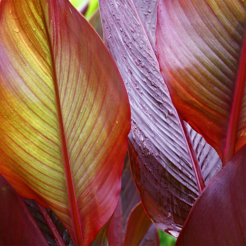Canna Red Wine