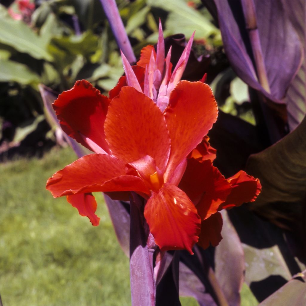 Canna Red Wine