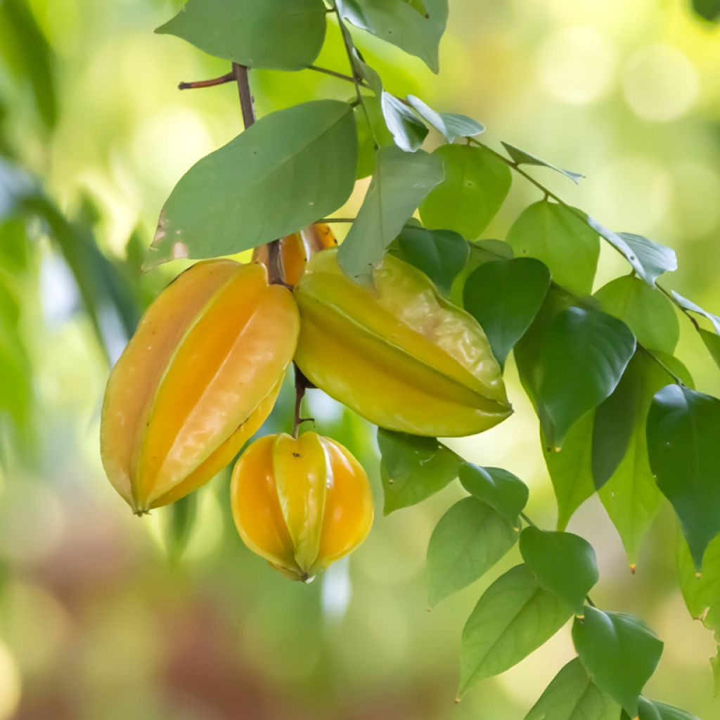 Carambola Arkin - Averrhoa carambola