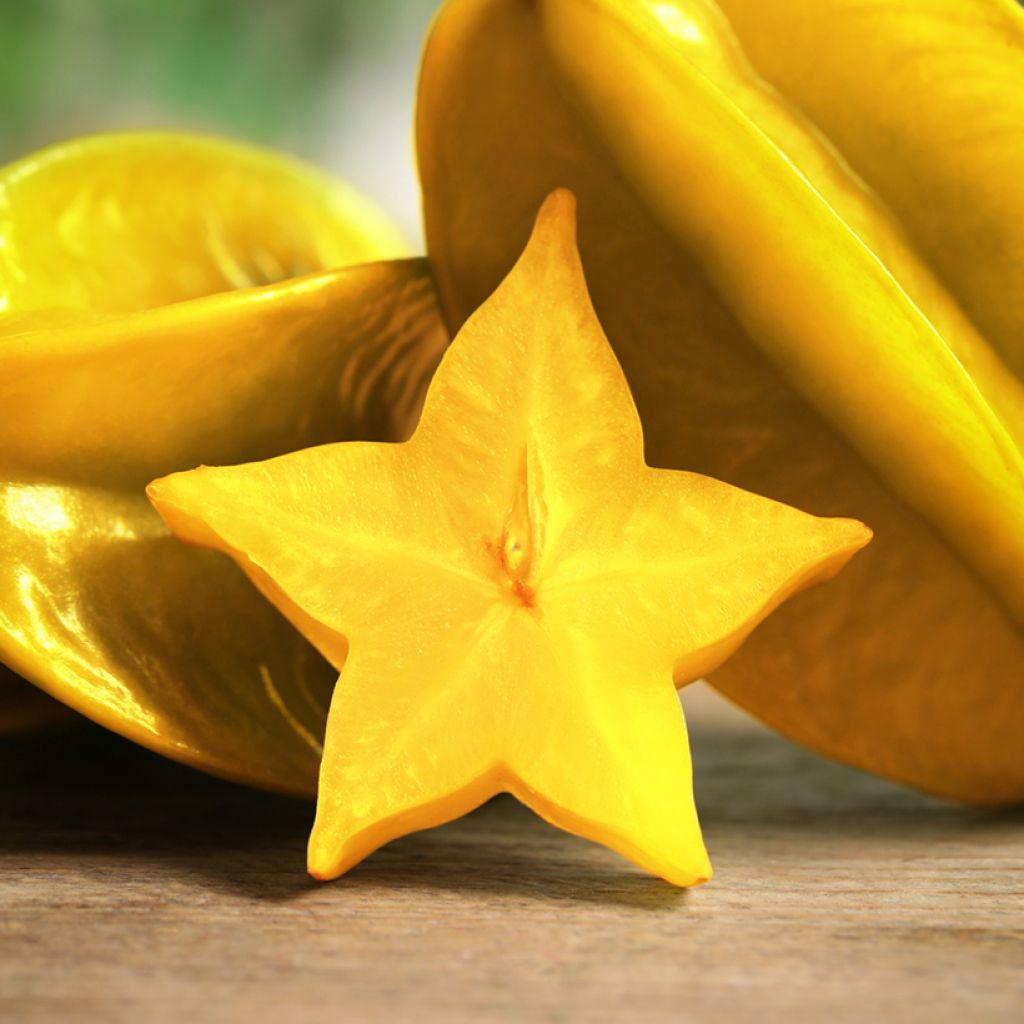Carambola Arkin - Averrhoa carambola