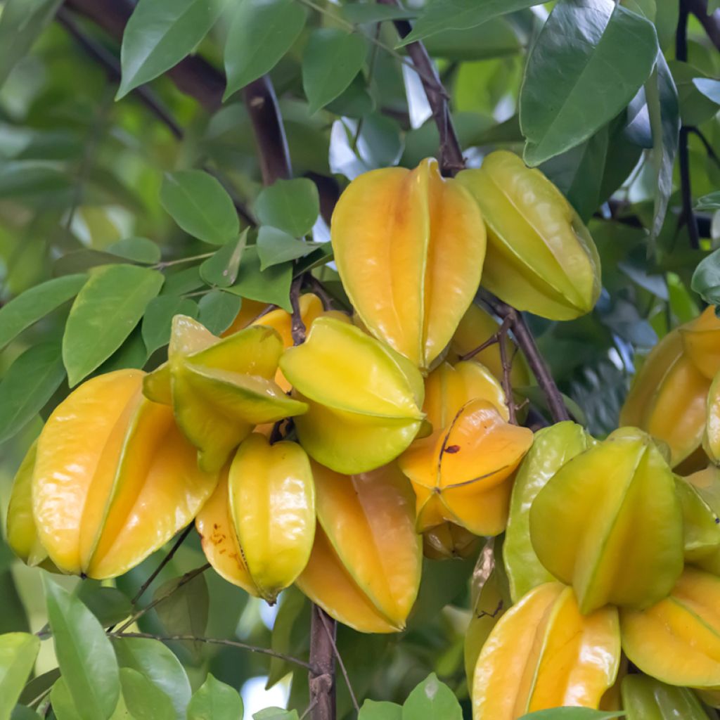 Carambola Arkin - Averrhoa carambola