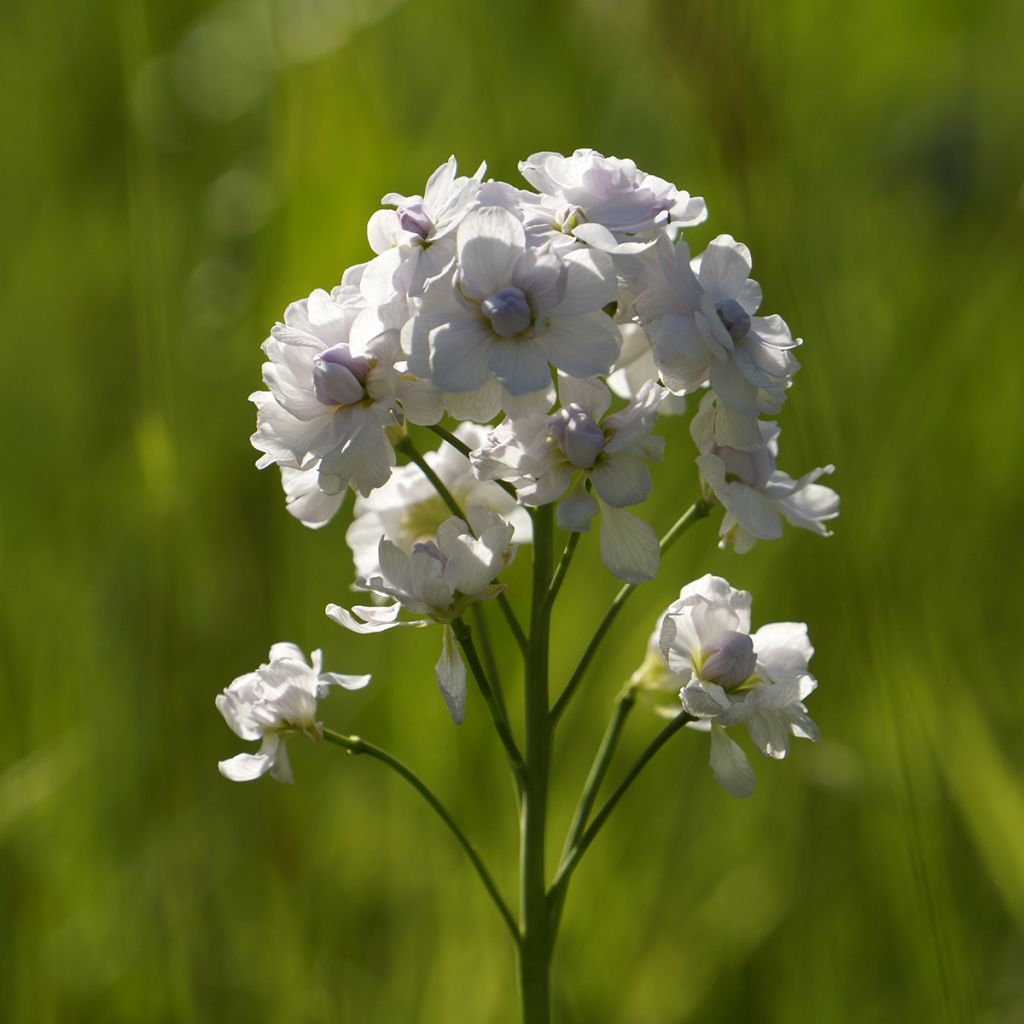 Cardamine pratensis Flore Pleno - Billeri dei prati