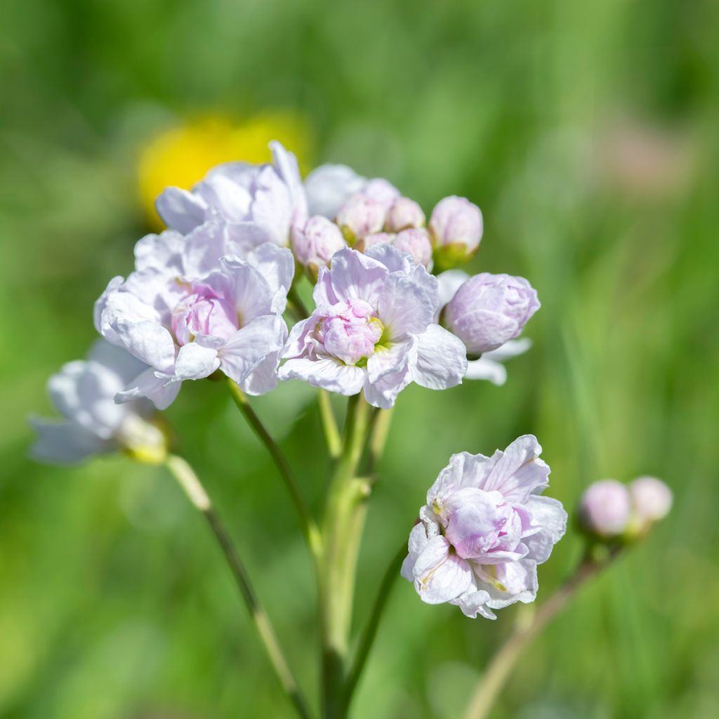 Cardamine pratensis Flore Pleno - Billeri dei prati