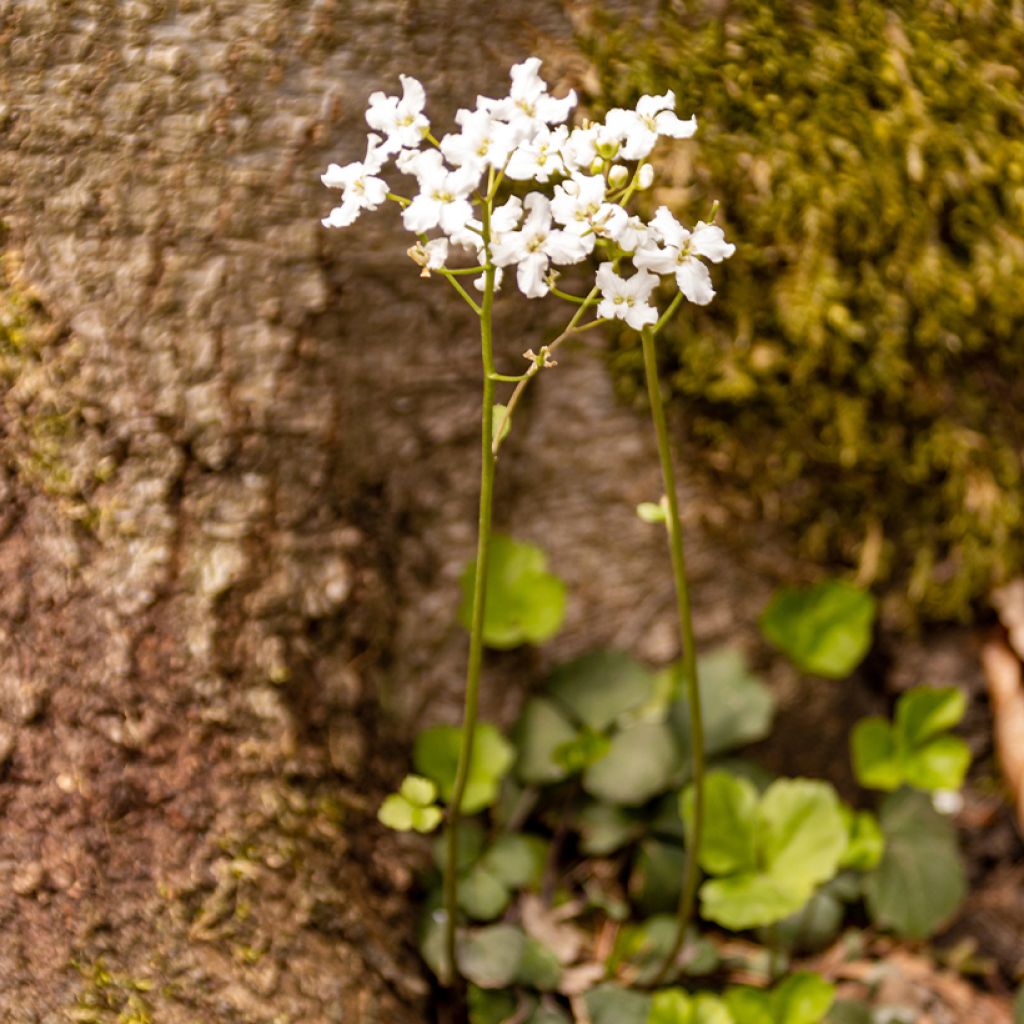 Cardamine trifolia - Billeri a tre foglie