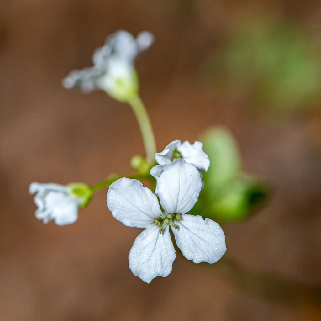 Cardamine trifolia - Billeri a tre foglie