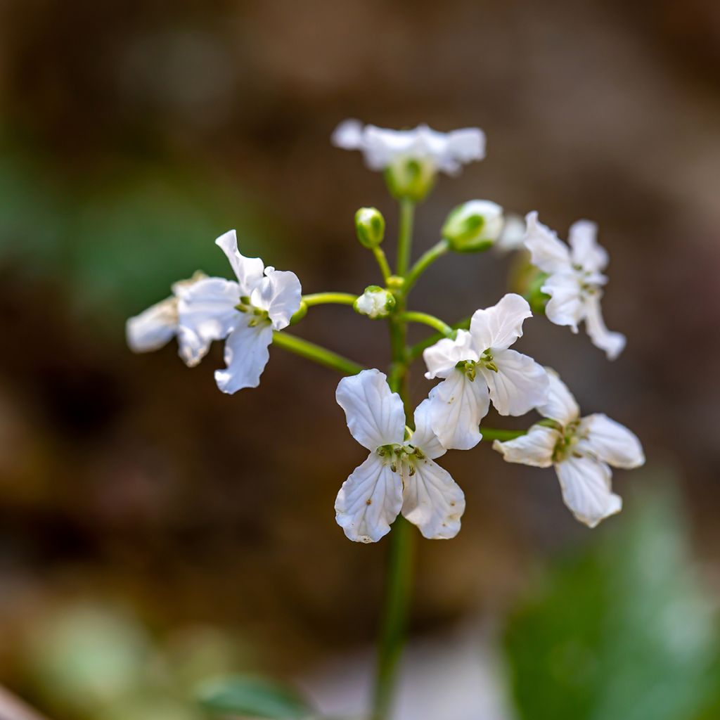 Cardamine trifolia - Billeri a tre foglie