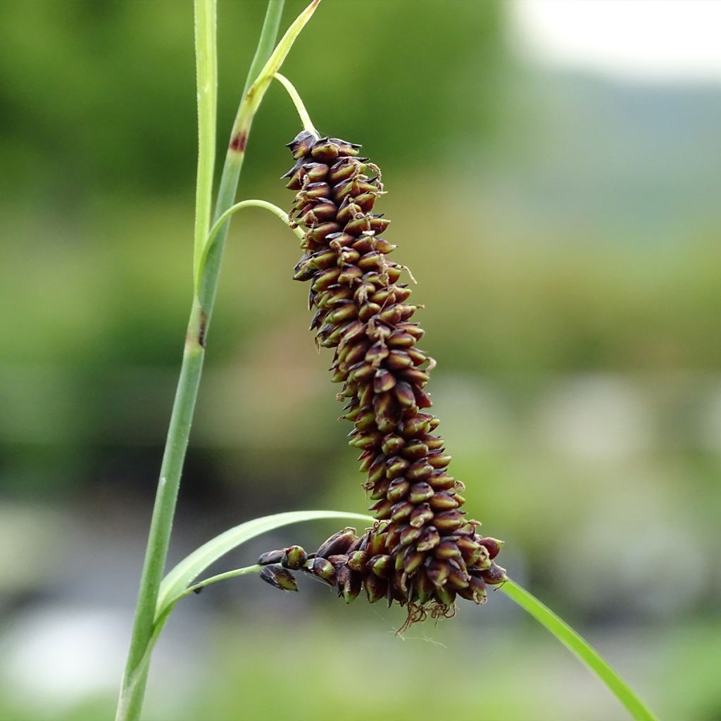 Carex atrata - Laîche des montagnes