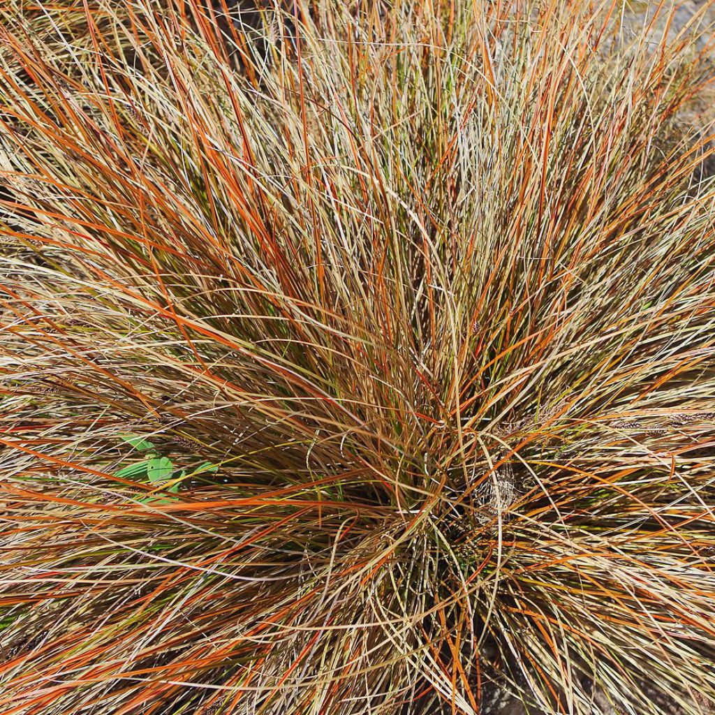 Carex comans Bronze Form