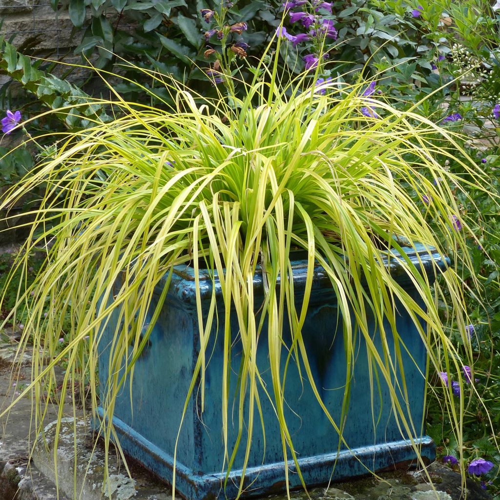 Carex oshimensis Everillo - Carice giapponese