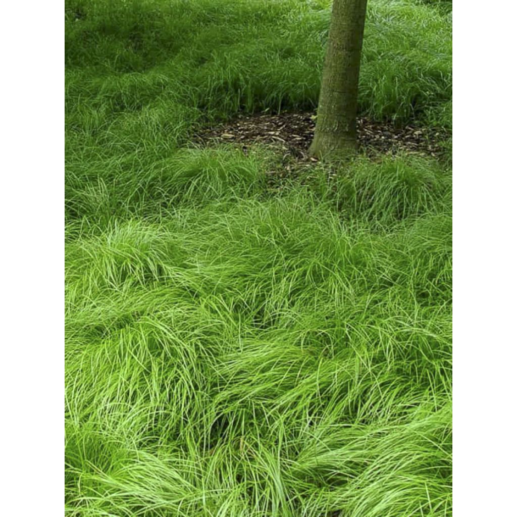 Carex pensylvanica - Carex ou Laîche de Pennsylvanie